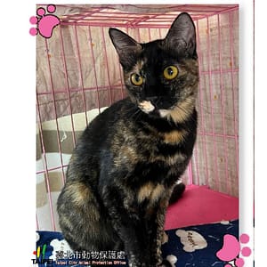 【待認養】混種貓 貓 (女生) - 臺北市動物之家