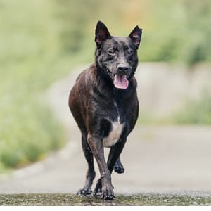 【待認養】混種犬 狗 (男生) - 新北市新店區公立動物之家