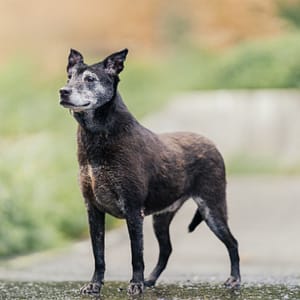 【待認養】混種犬 狗 (男生) - 新北市新店區公立動物之家