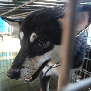 【待認養】柴犬 狗 (女生) - 臺南市動物之家灣裡站