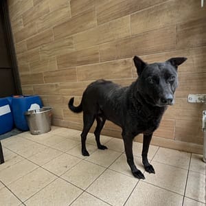 【待認養】混種犬 狗 (女生) - 新北市瑞芳區公立動物之家