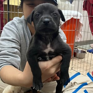 【待認養】混種犬 狗 (男生) - 新北市瑞芳區公立動物之家