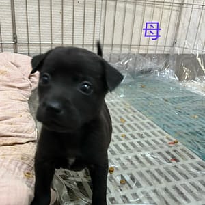 【待認養】混種犬 狗 (女生) - 新北市瑞芳區公立動物之家