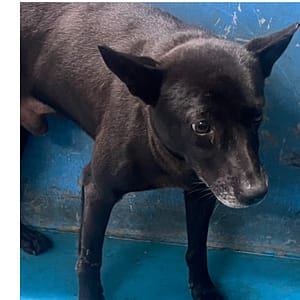 【待認養】混種犬 狗 (男生) - 苗栗縣動物保護教育園區