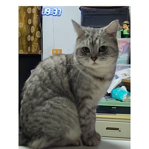 【急尋】英國短毛貓 - 新竹市北區光華街78巷3號4樓 (英國短毛貓（銀灰色虎斑貓）)