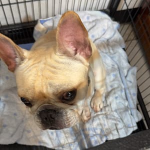 【急尋】法國鬥牛犬 - 基隆市七堵區明德二路40號 (奶油色)