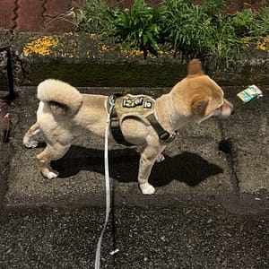 【急尋】柴犬 - 新竹市東區金山七街16號 (赤柴)