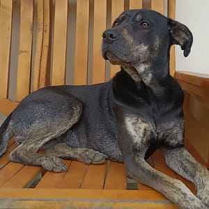 【急尋】混種犬 - 新竹縣新埔鎮清水里204號 (主體黑色有混點白色褐色)