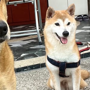 【急尋】柴犬 - 臺南市白河區開明街159號 (黃色柴犬母)