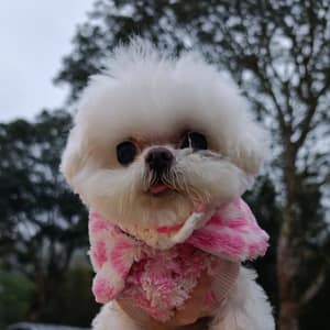 【急尋】瑪爾濟斯犬 - 新竹縣五峰鄉天湖9鄰196-6號 (白色)