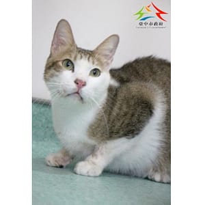 【待認養】混種貓 貓 (男生) - 臺中市動物之家后里園區