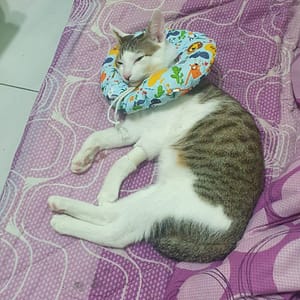 【急尋】混種貓 - 基隆市中正區中沙里10鄰豐稔街30之4號 (白底虎斑)