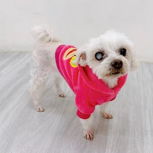 【急尋】瑪爾濟斯犬 - 基隆市安樂區基金一路208巷19號 (白色)