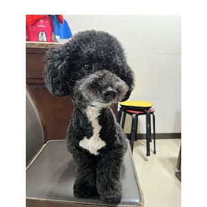 【急尋】混種犬 - 雲林縣四湖鄉自強路2-2號 (黑白色)