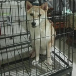 【急尋】柴犬 - 桃園市中壢區龍吉五街3號 (土黃)