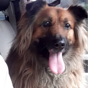 【急尋】混種犬 - 新北市八里區荖阡坑路 (黃黑)