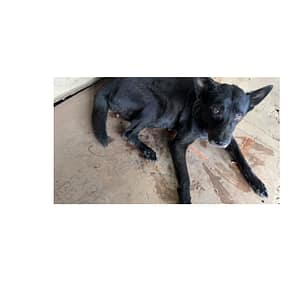 【急尋】混種犬 - 新北市三峽區介壽路2段 (黑色)