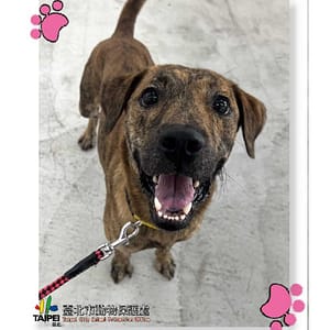 【待認養】混種犬 狗 (男生) - 臺北市動物之家