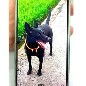 【急尋】混種犬 - 臺南市新營區埤寮里中正路386巷附近 (全黑, 尾巴尾端不太直)