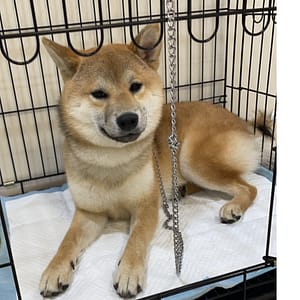 【急尋】柴犬 - 南投縣名間鄉彰南路256號 (黃色)