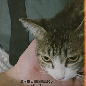 【急尋】混種貓 - 南投縣南投市彰南路二段575巷11號 (白底虎斑)
