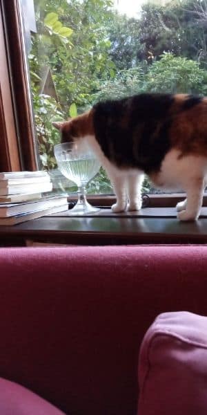 優雅繁殖買賣用品店