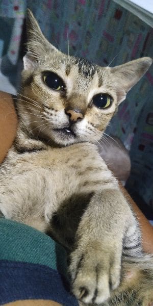 皇良寵物生活館