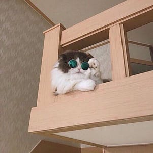 姑蘇城外擼貓室