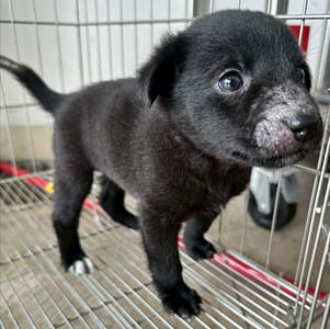 【待認養】混種犬 狗 (男生) - 花蓮縣狗貓躍動園區