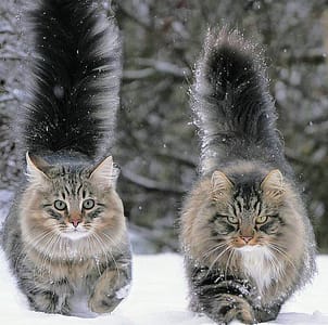 安若科技有限公司