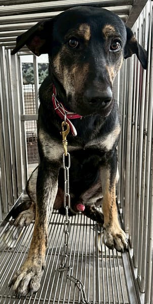 【待認養】混種犬 狗 (男生) - 花蓮縣狗貓躍動園區