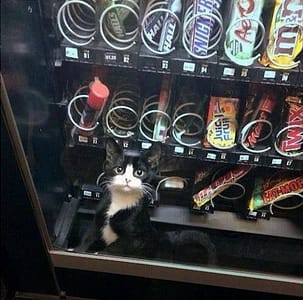 和平動物醫院