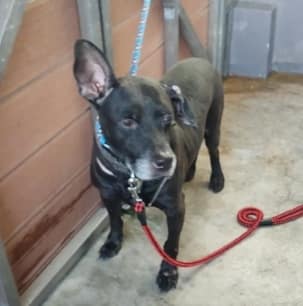 【待認養】混種犬 狗 (男生) - 新北市五股區公立動物之家