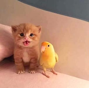 歐哈哪寵物生活館