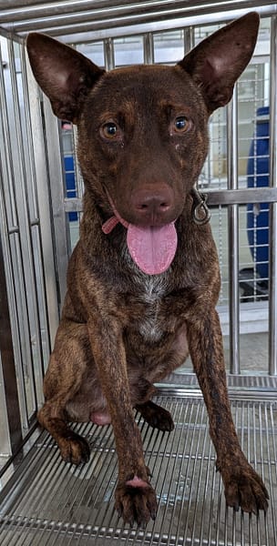 【待認養】混種犬 狗 (男生) - 花蓮縣狗貓躍動園區