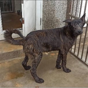 【待認養】混種犬 狗 (男生) - 金門縣動物收容中心