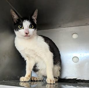 【待認養】混種貓 貓 (女生) - 新竹縣動物保護教育園區