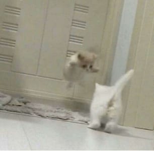 健成綜合家畜醫院