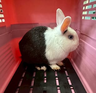 【待認養】道奇兔 其他 (未知) - 嘉義市動物保護教育園區