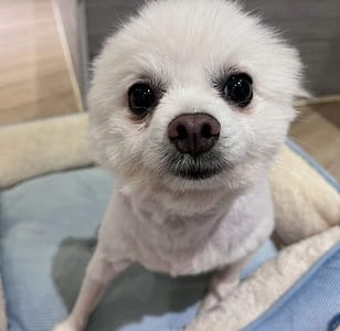 【待認養】博美犬 狗 (女生) - 桃園市動物保護教育園區