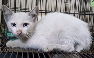 【待認養】混種貓 貓 (男生) - 臺中市動物之家南屯園區