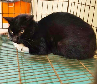 【待認養】混種貓 貓 (男生) - 臺中市動物之家后里園區