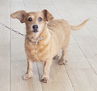 【待認養】混種犬 狗 (女生) - 臺中市動物之家南屯園區