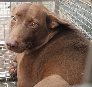 【待認養】混種犬 狗 (女生) - 臺中市動物之家南屯園區