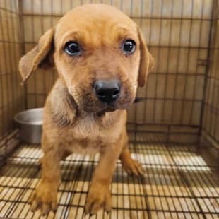 【待認養】混種犬 狗 (女生) - 臺中市動物之家后里園區
