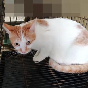 【待認養】混種貓 貓 (女生) - 臺中市動物之家后里園區