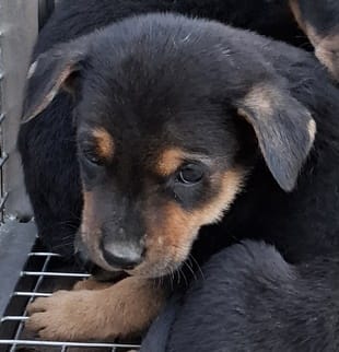 【待認養】混種犬 狗 (男生) - 臺中市動物之家后里園區