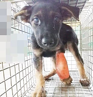 【待認養】混種犬 狗 (女生) - 臺中市動物之家南屯園區