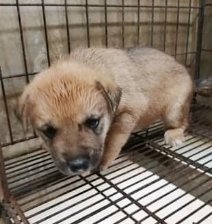 【待認養】混種犬 狗 (男生) - 臺中市動物之家南屯園區