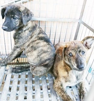 【待認養】混種犬 狗 (女生) - 臺中市動物之家南屯園區